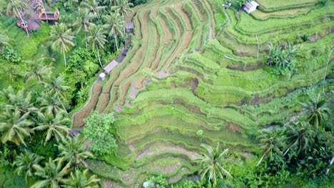 drone flying and panning tegalalang rice terraces in bali, indonesia