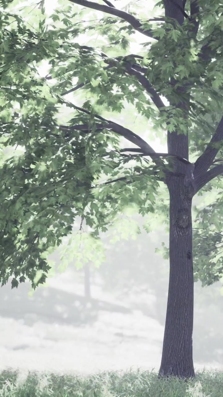 Mattina nebbiosa in un parco sereno con alberi verdi e rigogliosi e luce soffusa.