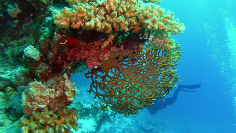 scuba diver swimming behind vibrant hard corals