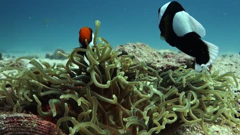 Erwachsene-Clownfische-Sattelrücken-Anemonenfische-Verwenden-Kleine-Anemonen-Als-Schutz