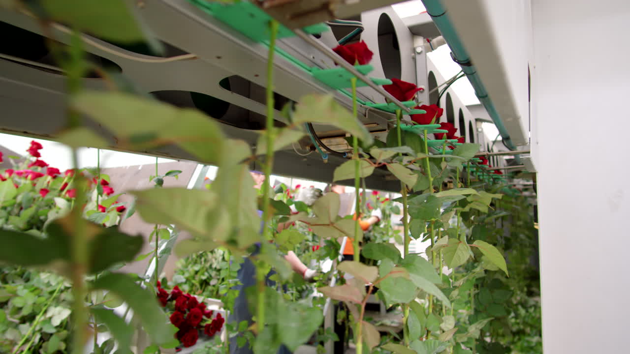 꽃 가공 기계 에 있는  ⁇ 은 장미