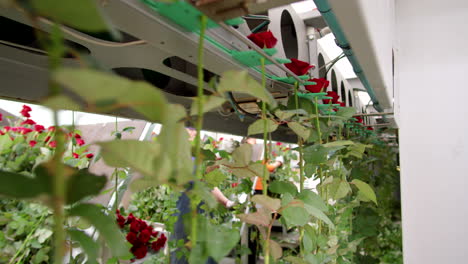 red roses in flower processing machine