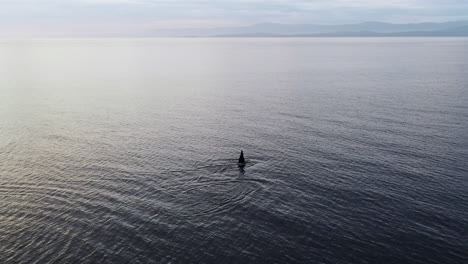 ballena orca nadando en el agua del océano