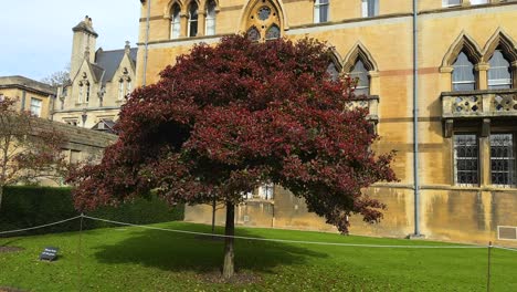 Árboles-De-Otoño-Frente-Al-Edificio-De-La-Pradera-En-Christ-Church-Colleges,-Oxford,-Inglaterra