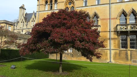 autumn trees in front of the meadow building at christ church colleges, oxford, england