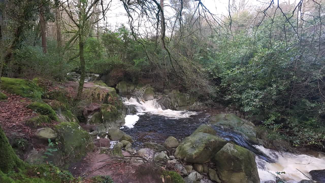 Vinter skovbæk i Crough skov, Comeragh Bjergene, Waterford, Irland