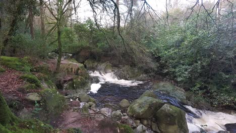 Winter-Wald-Bach-Crough-Wälder-Comeragh-Berge-Waterford-Irland