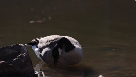 canada goose dunks head and lifts it slomo water drips