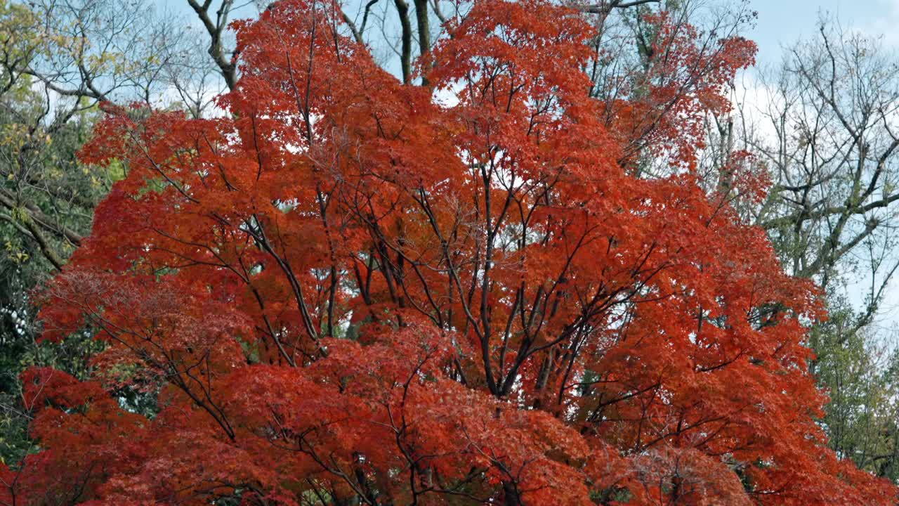 A breathtaking display of vibrant red maple leaves on a tree in Japan, showcasing the beauty of autumn.