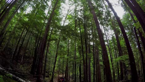 Mother-carrying-baby-in-carrier-backpack-while-walking-through-forest-4k