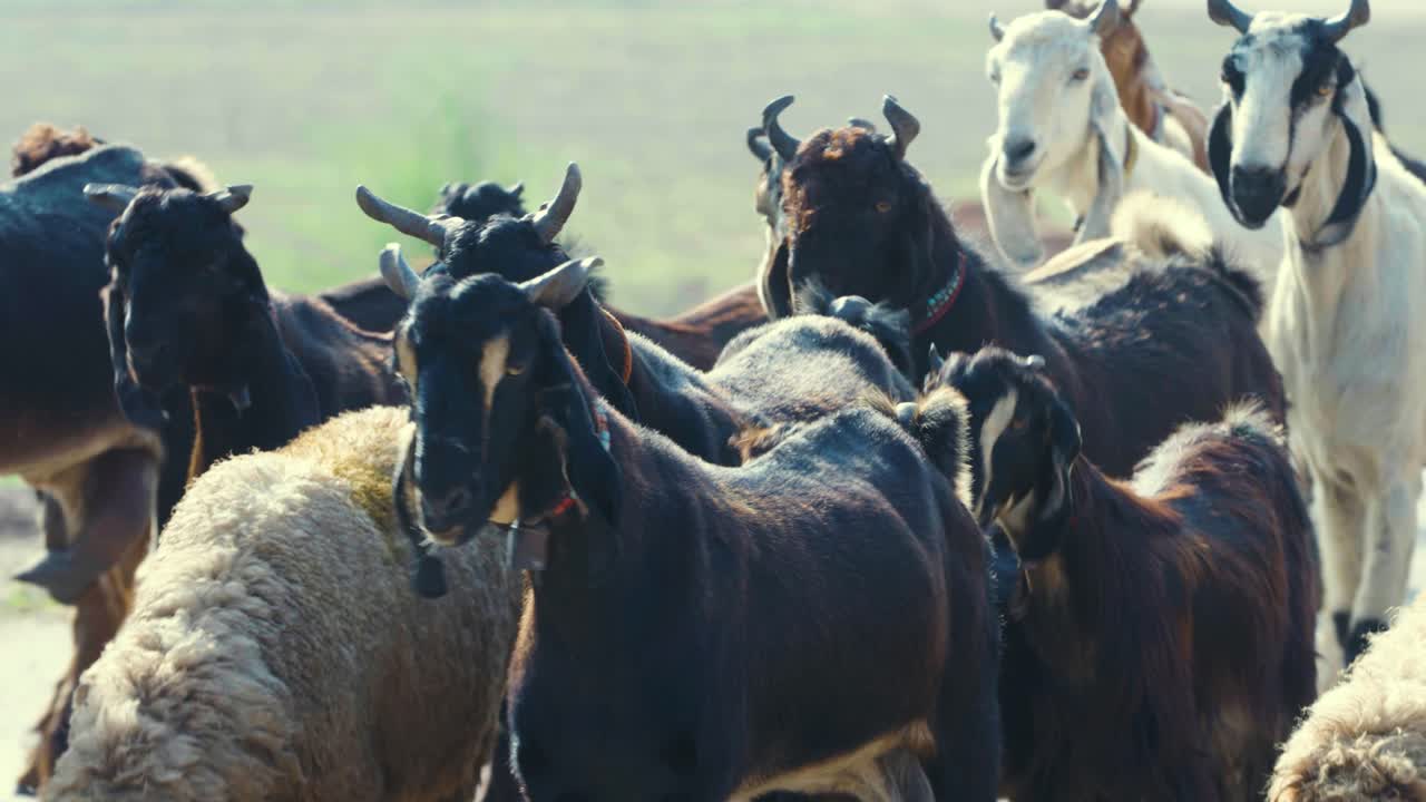 Climate Change Impact: Animals Seeking Safety from Swollen River