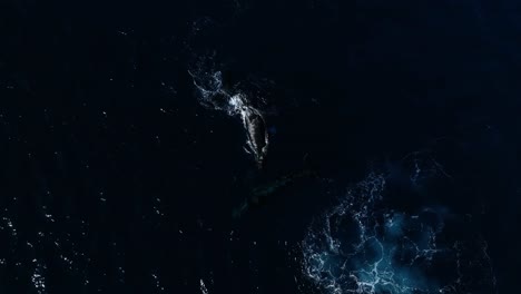 humpback whales socializing and engaging in friendly behavior