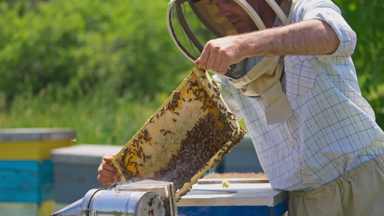 Male beekeeper holding a wax frame full of honey and bees. Honey harvesting season on the bee farm.