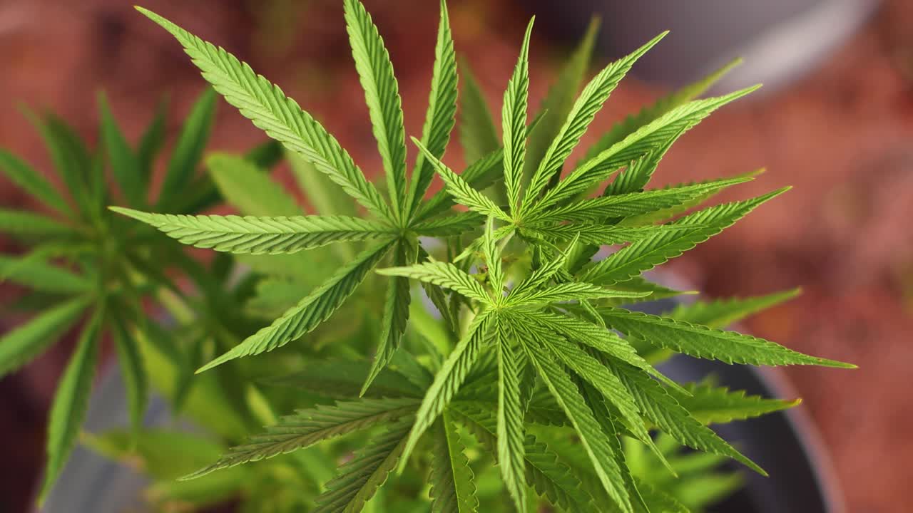 jardín de cannabis en mi jardín