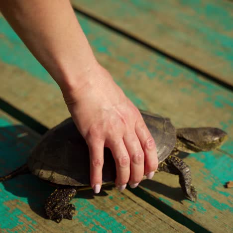 hand releases turtle on a bridge. tortoise walking away on old wooden bridge to the water in sunny day. close-up.