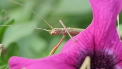 stick insect medauroidea extradentata, family phasmatidae