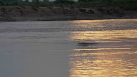 river dolphin in the karnali river of nepal