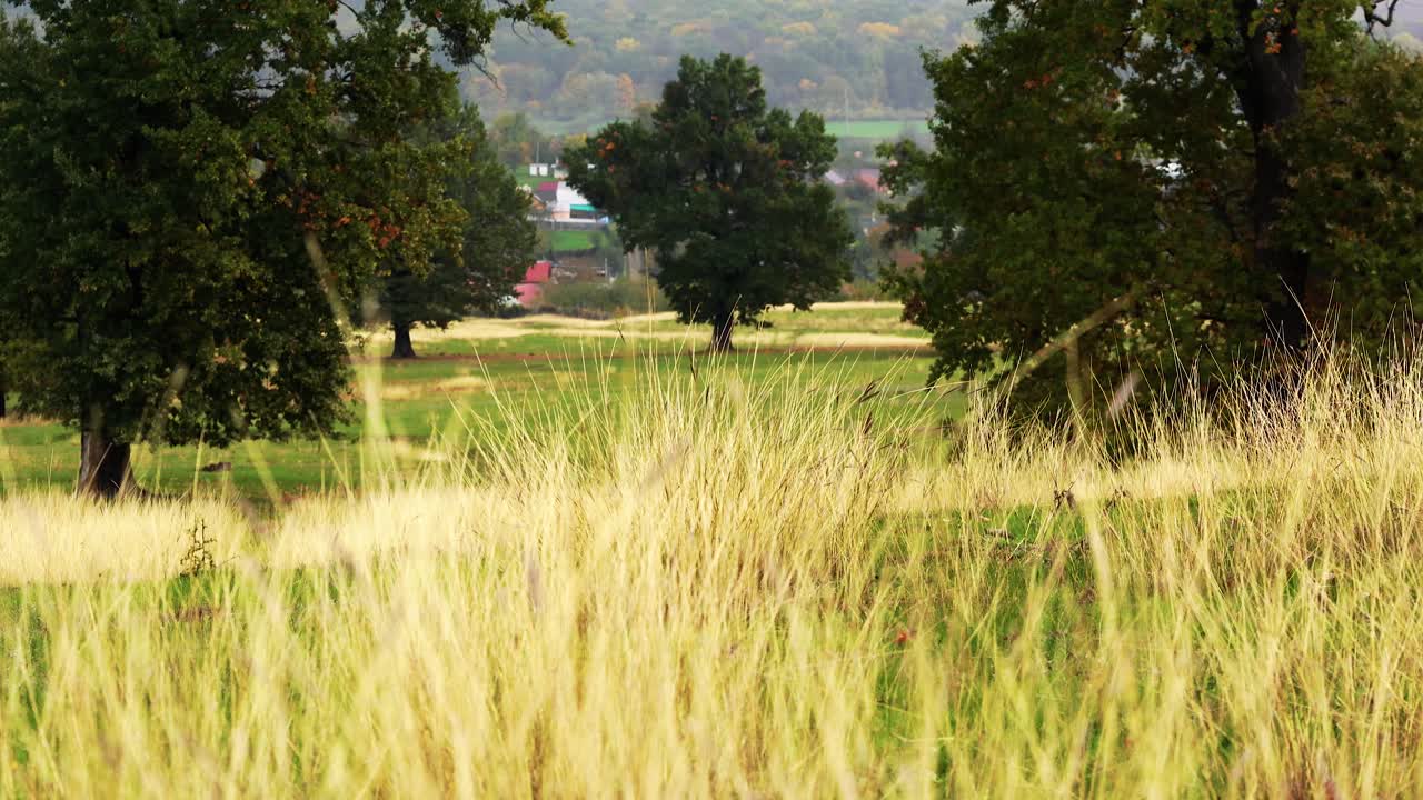 가을, 녹슨 나무와 숲의 4k 샷
