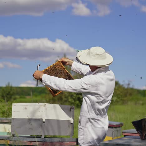 beekeeper at work on the apiary. beekeeper holds a honey frame with bees in hands. man apiarist taking out frame with bees from the hive