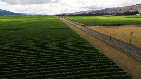 Vuelo-Aéreo-De-Drones-Que-Revela-Campos-De-Vino-Rural-En-La-Isla-Sur-De-Nueva-Zelanda-En-Un-Día-Nublado