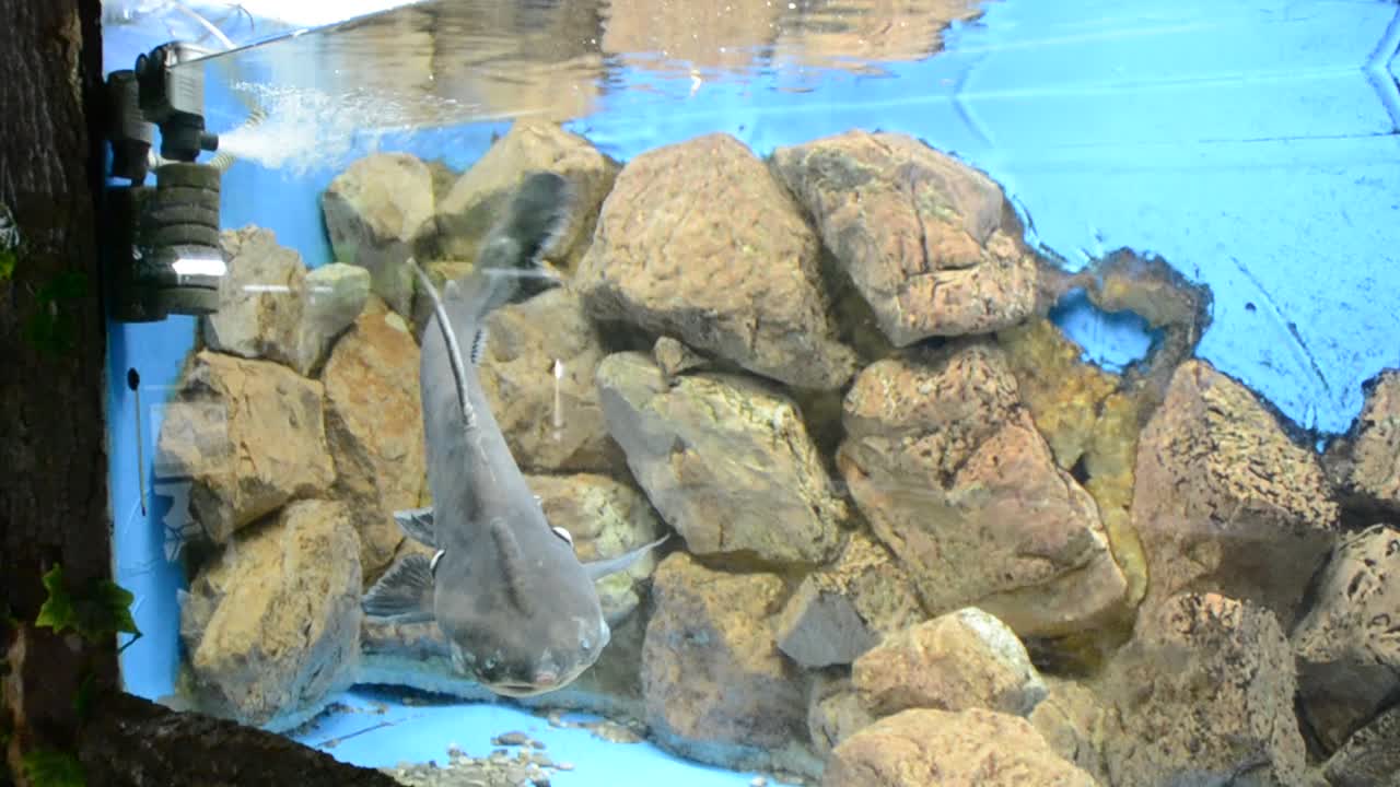 魚の水族館
