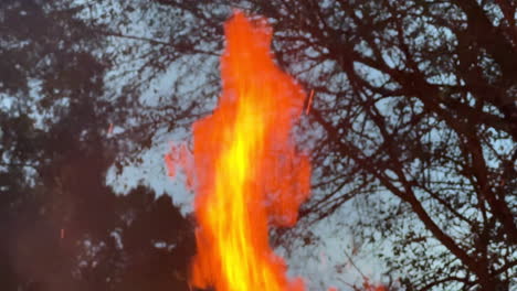 Close-up-view-of-flames-burning-against-a-backdrop-of-trees