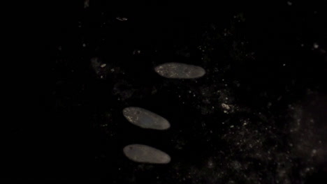 Microscopic-view-of-the-uni-cellular-organism,-Paramecium