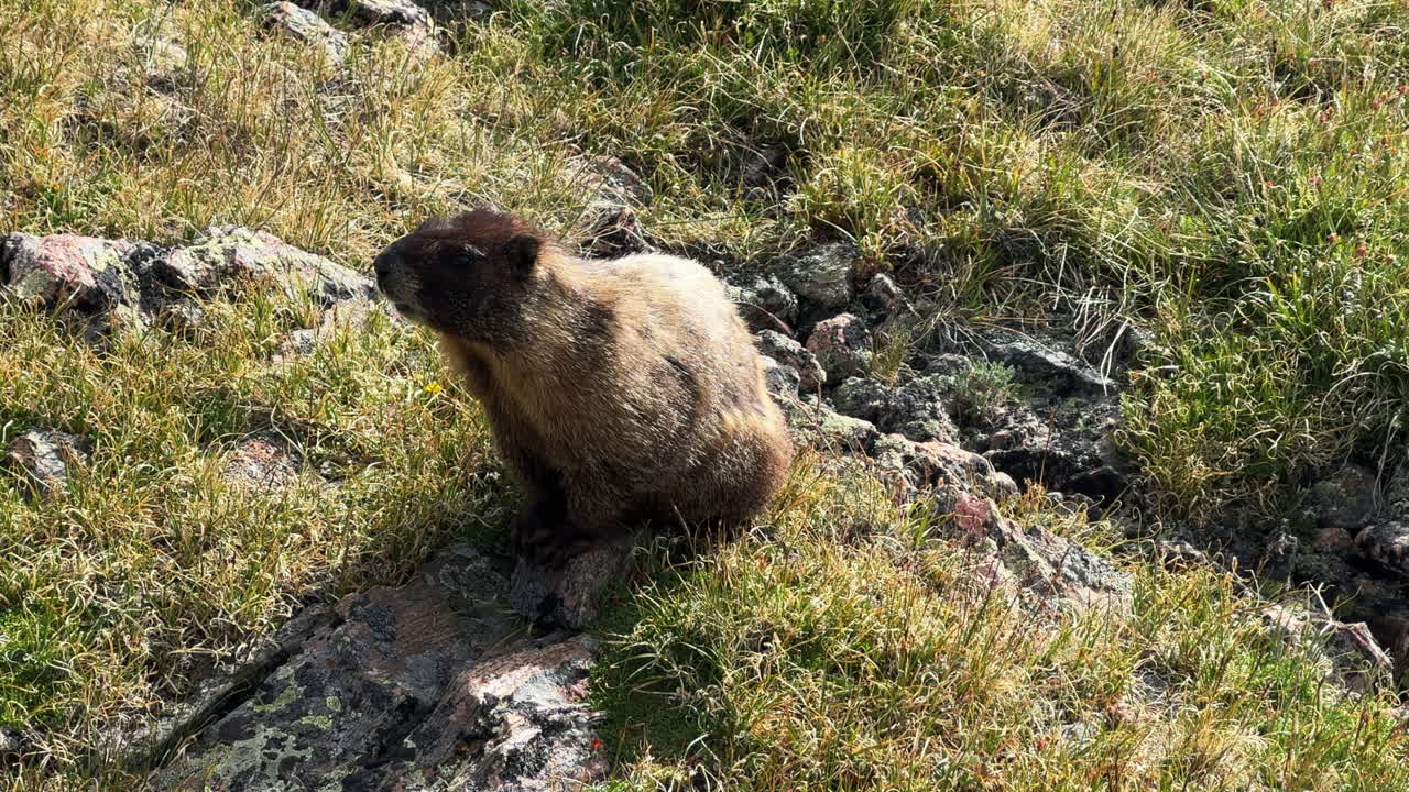 Marmotta da vicino che si guarda intorno nelle Montagne Rocciose, fauna selvatica del Colorado ad alta quota nella tundra alpina, Notch Mountain Shelter, Mount of the Holy Cross, vetta di 14er, natura selvaggia, giornata di sole primaverile ed estiva, segui