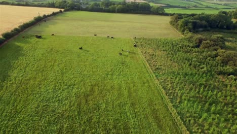 Green-countryside