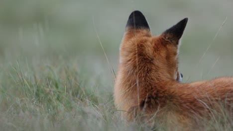 red fox in grass