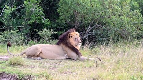 African-lion-lying-and-looking-in-distance-while-raining