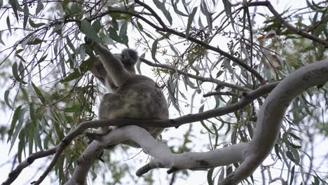 Australian-Koala-reaches-high-up-and-grabs-the-new-leaves-of-an-Eucalyptus-tree-to-eat