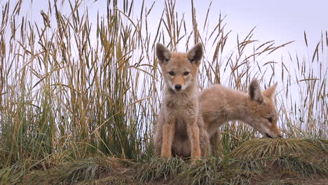 two adorable cute small fluffy and furry brown eyed wild coyote puppies sitting together by tall brown grass by den, looking at camera in natural habitat on sunny day, low vantage portrait