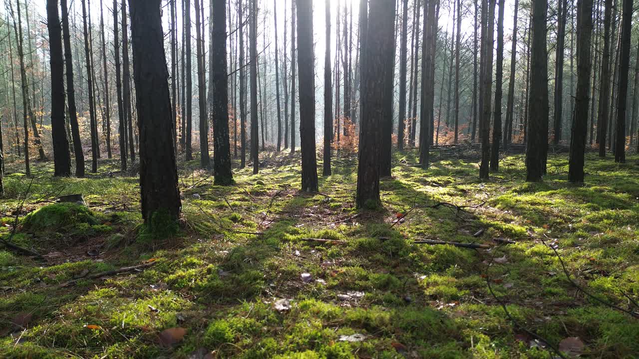 forest scenery light and shadow scenic view aerial dolly back