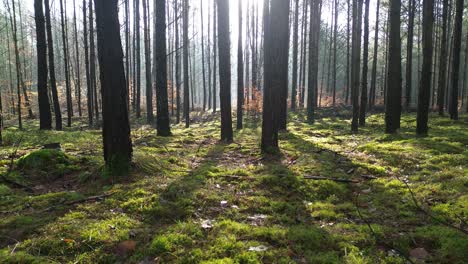 forest scenery light and shadow scenic view aerial dolly back