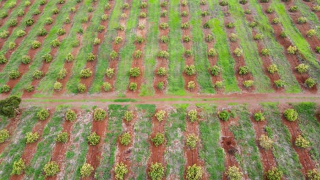 Tecnología-De-Agricultura-Inteligente:-Vista-Aérea-De-Drones-De-Una-Granja-De-Aguacate-En-Kenia