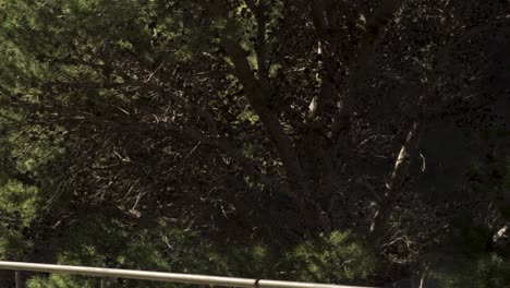 pine trees