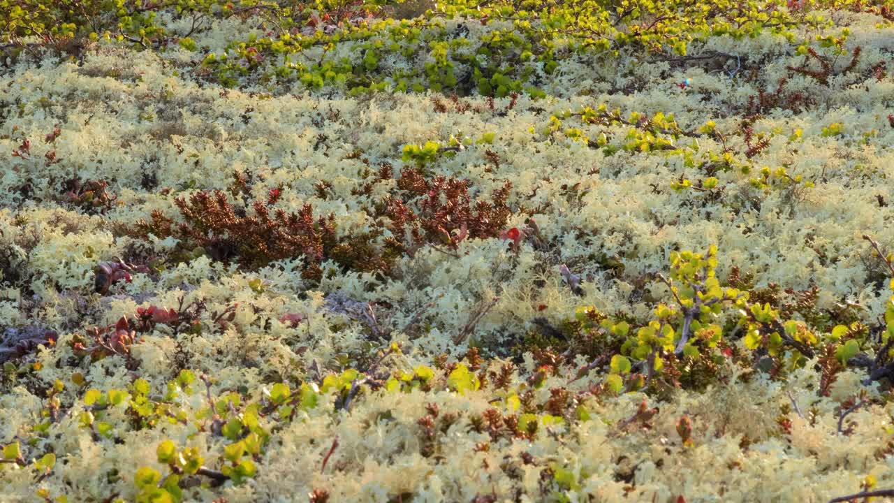 cladonia rangiferina, también conocida como liquen de copa de renos.