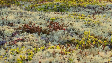 arctic tundra lichen moss close-up. found primarily in areas of arctic tundra, alpine tundra, it is extremely cold-hardy. cladonia rangiferina, also known as reindeer cup lichen.