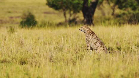 Cámara-Lenta-De-Animales-De-Safari-De-Vida-Silvestre-De-África,-Guepardo-En-Masai-Mara-Africano-En-Kenia-En-Un-Hermoso-Paisaje-De-Paisaje-De-Hierba-Larga-De-Sabana,-Tiro-De-ángulo-Bajo-En-Maasai-Mara-En-Pastos-De-Sabana-Y-Llanuras