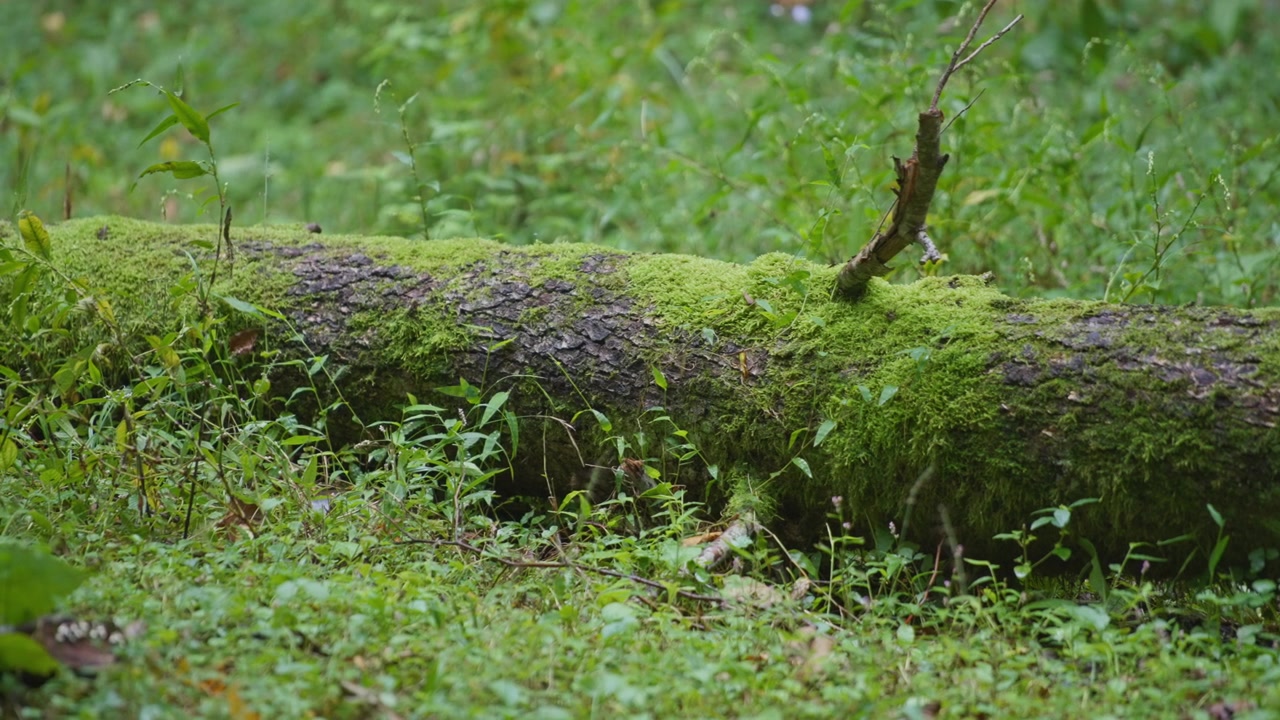 Tronco d'albero sdraiato coperto di muschio