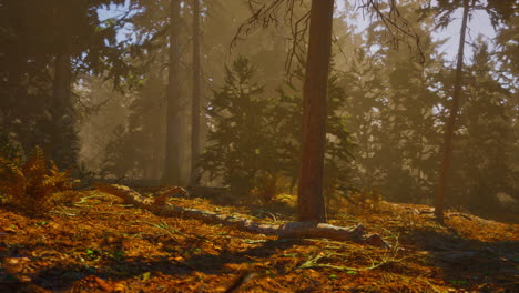 Autumn-pine-forest-on-a-foggy-morning