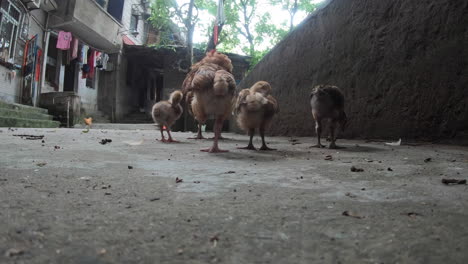 chincken babys y su madre