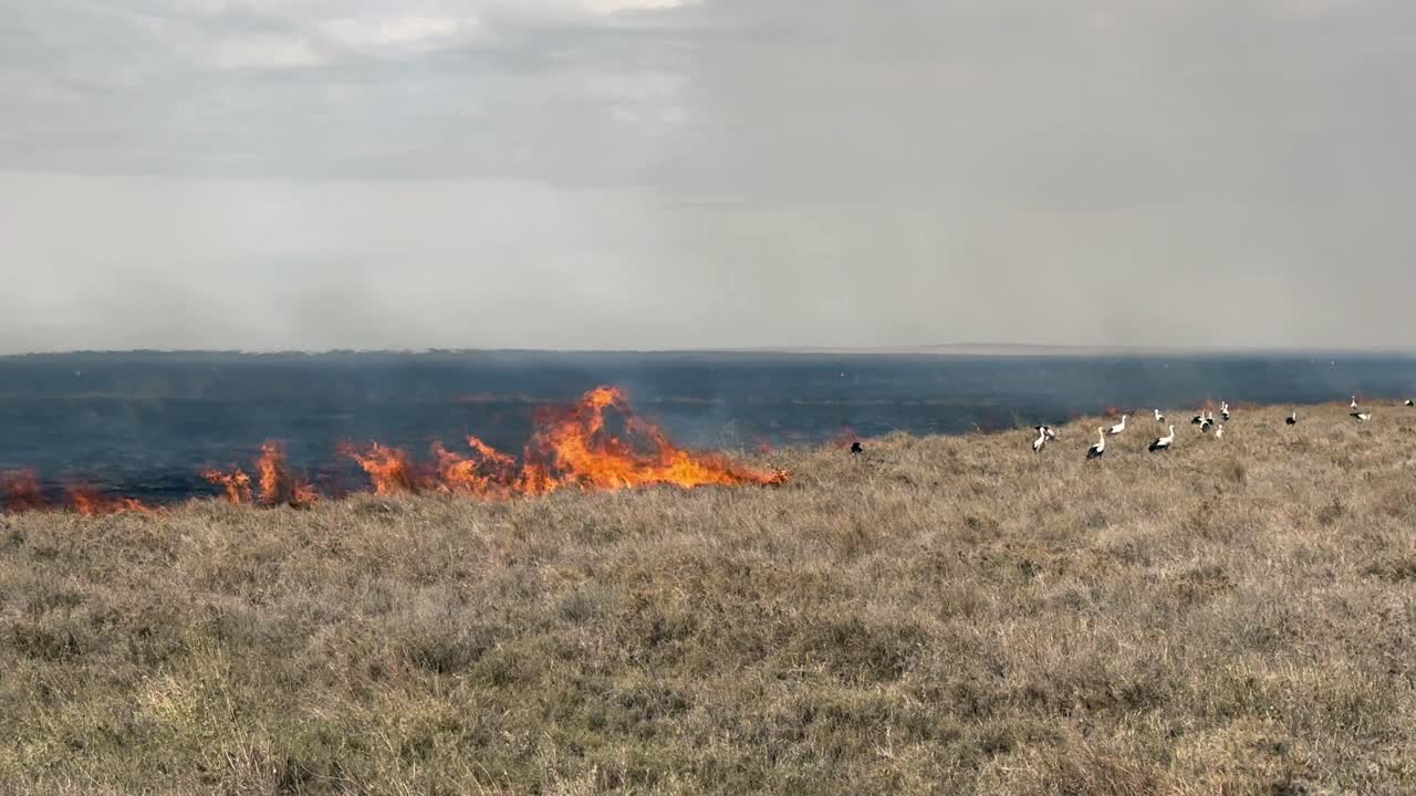 Cicogne bianche (Ciconia ciconia) che catturano insetti e piccoli animali in fuga dalle fiamme durante un incendio nella savana. Parco nazionale del Serengeti, Tanzania