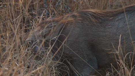 warthog grazing in the dry bushland of kruger national park, south africa, full body view