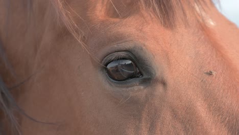 close-up of a brown horse's eye