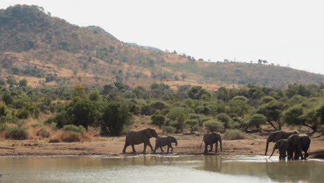 elephants drinking from watering hole