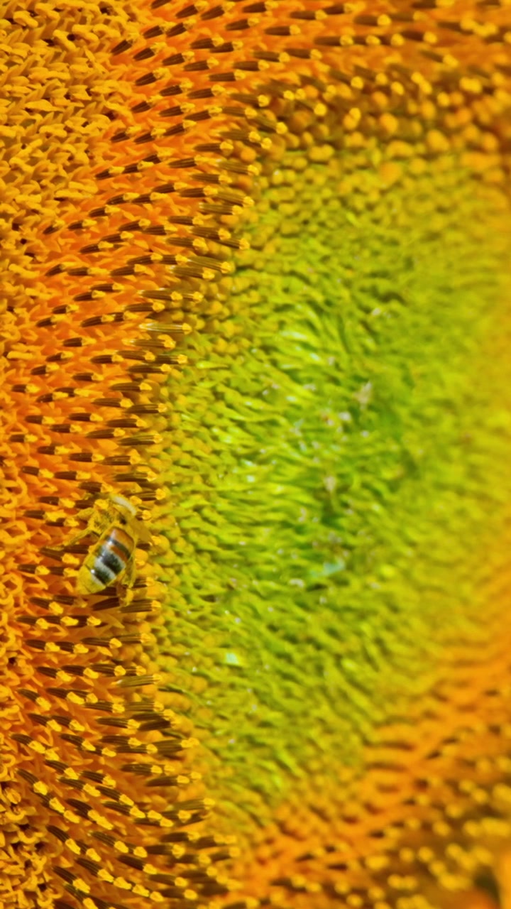 Scatto macro ravvicinato di un'ape che raccoglie polline su un girasole