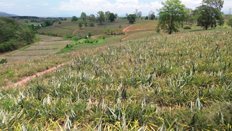 close look at mature pineapples growing between long leaves in warm tropical weather