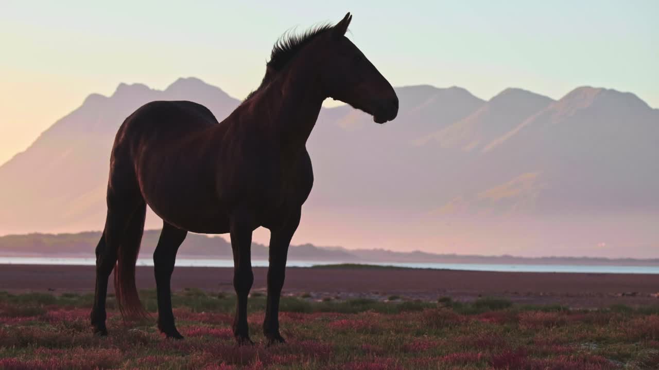 Lone wild male stallion horse at sunset by a lagoon estuary with mountains in the distance at sunset